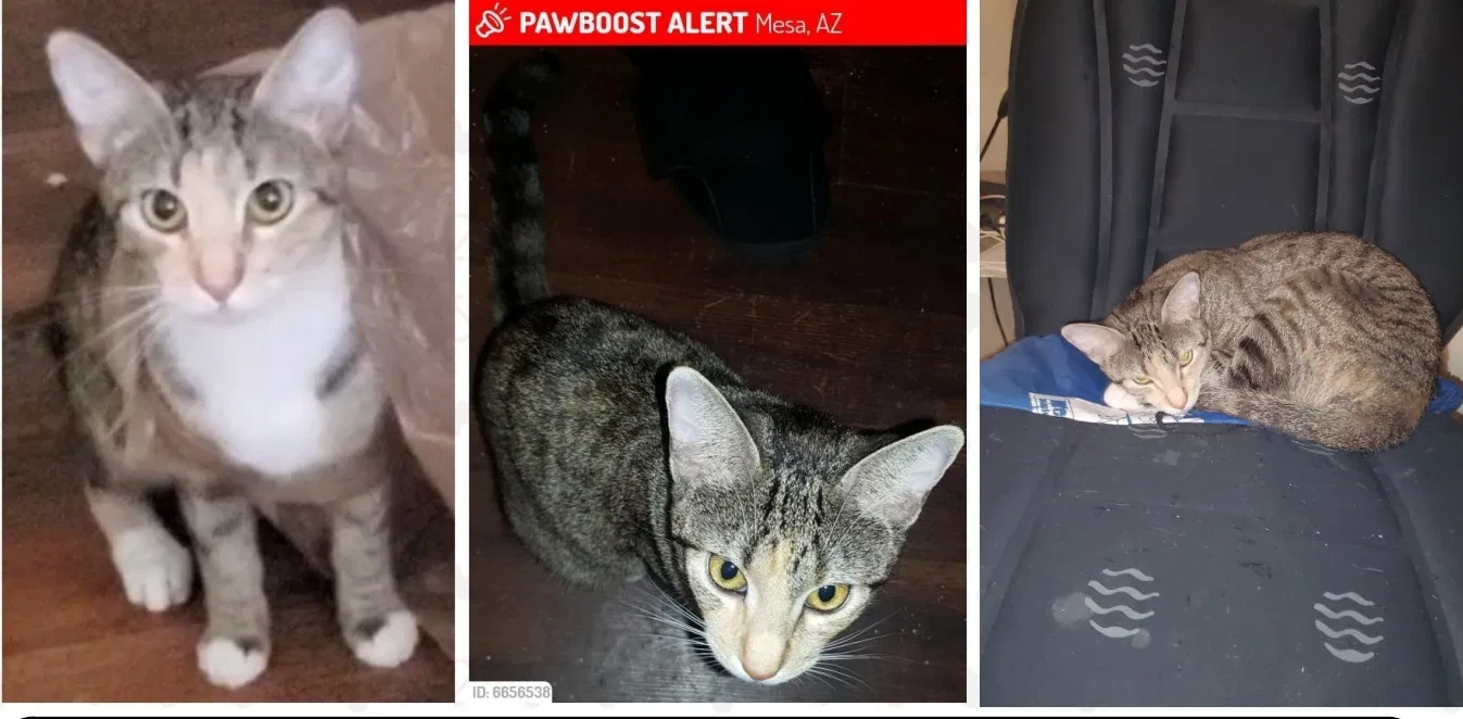 Lost cat in Mesa, AZ, 85213