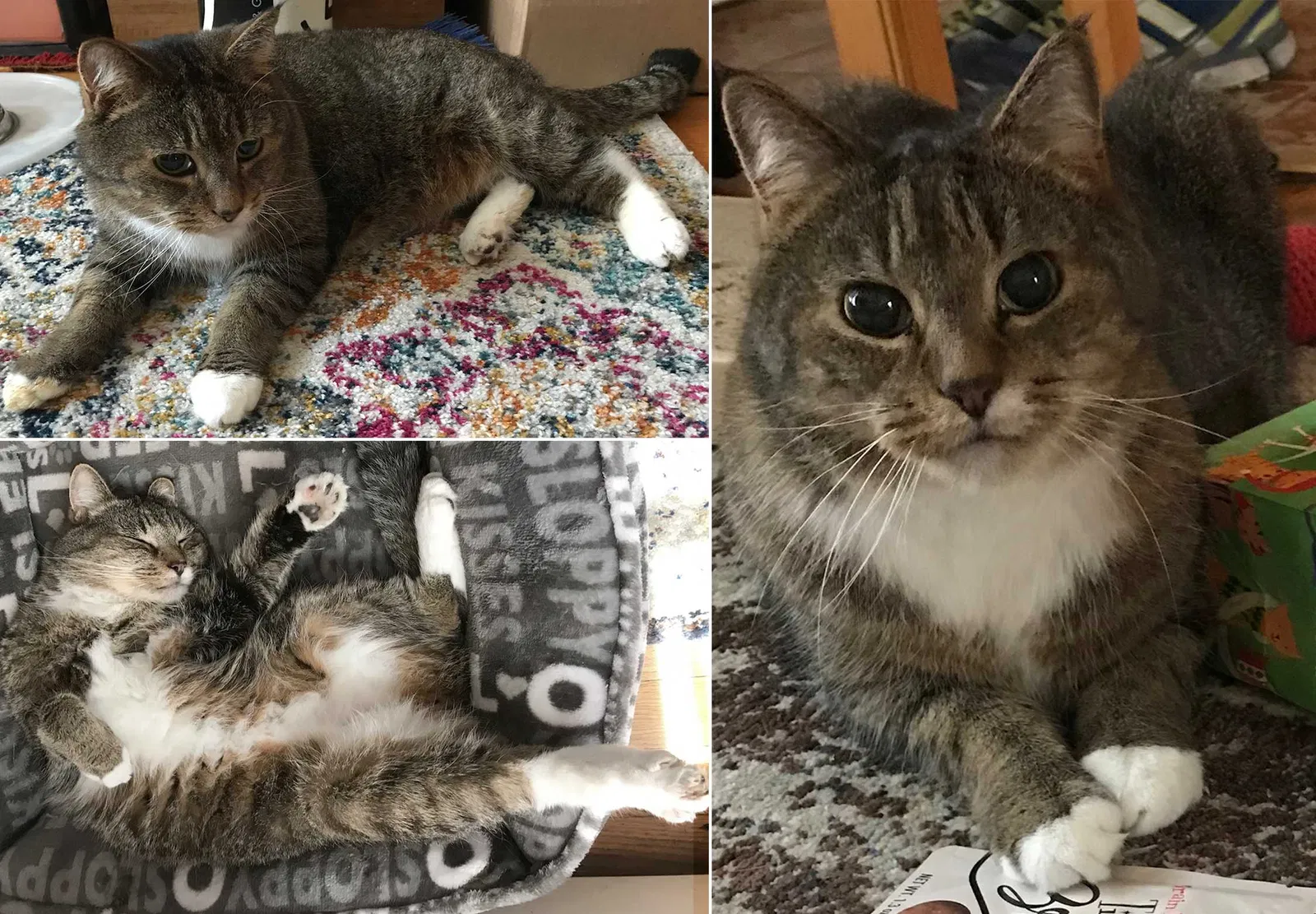 Lost cat in West Hartford, CT, 6110