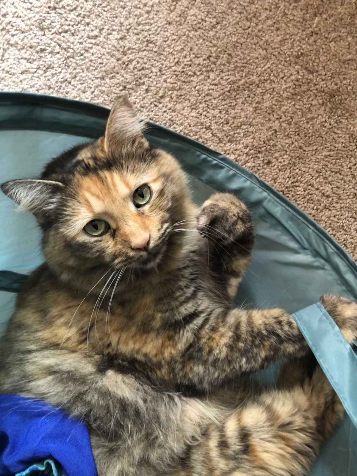 Lost cat in Edwardsville, IL, 62025