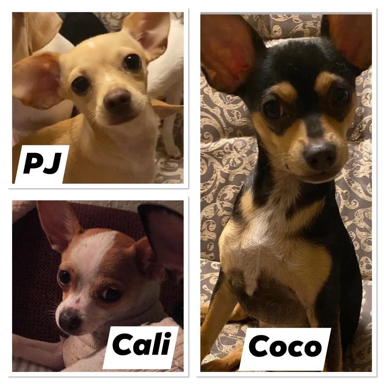 Lost dog in Vallejo, CA, 94591
