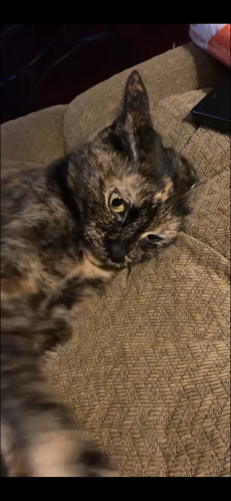 Lost cat in Ormond Beach, FL, 32174