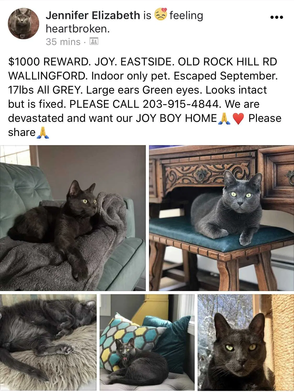 Missing Cat