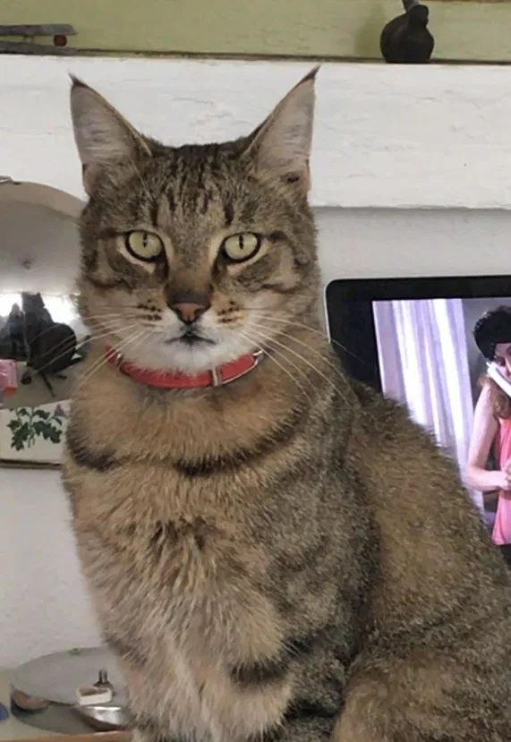 Lost cat in Portland, OR, 97206