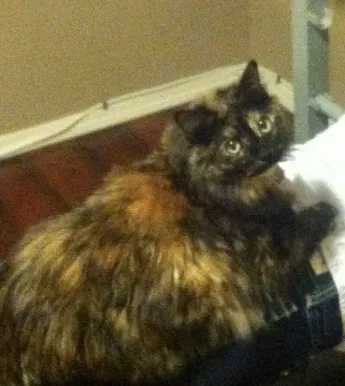 Lost cat in Rio Rancho, NM, 87124