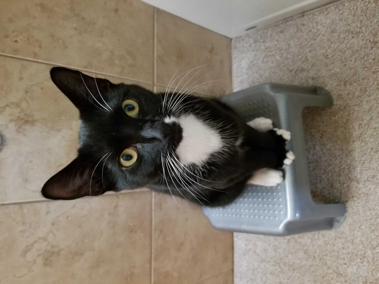 Lost cat in Clifton, NJ, 7013