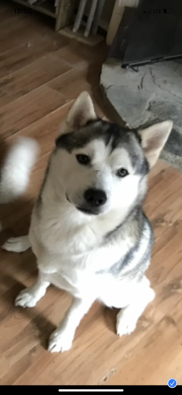 Lost dog in White, GA, 30184