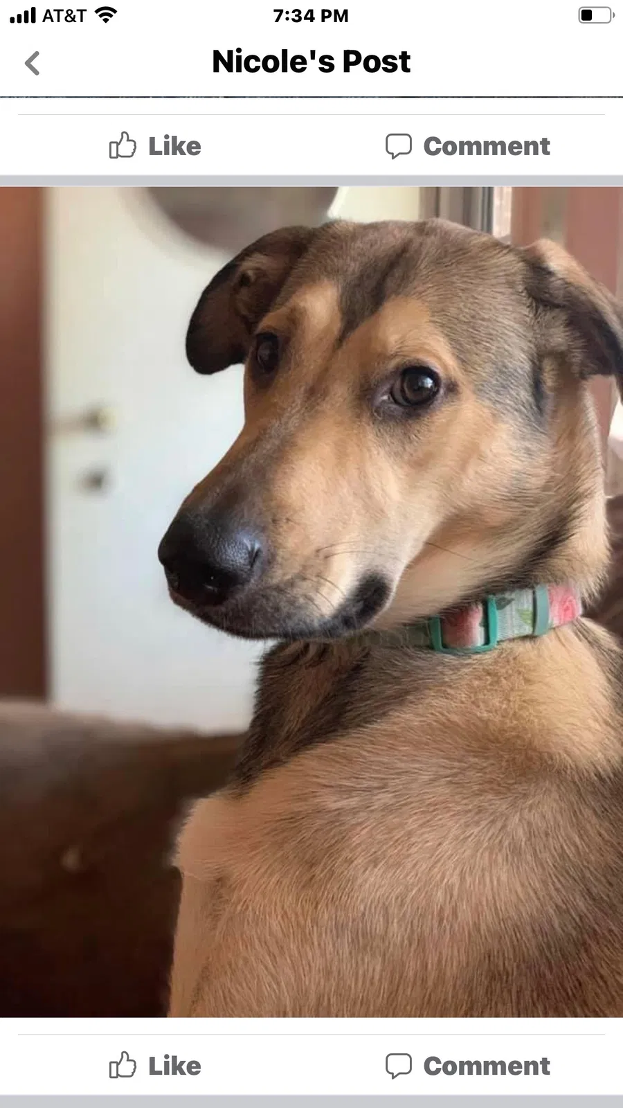 Lost dog in Northampton, PA, 18067
