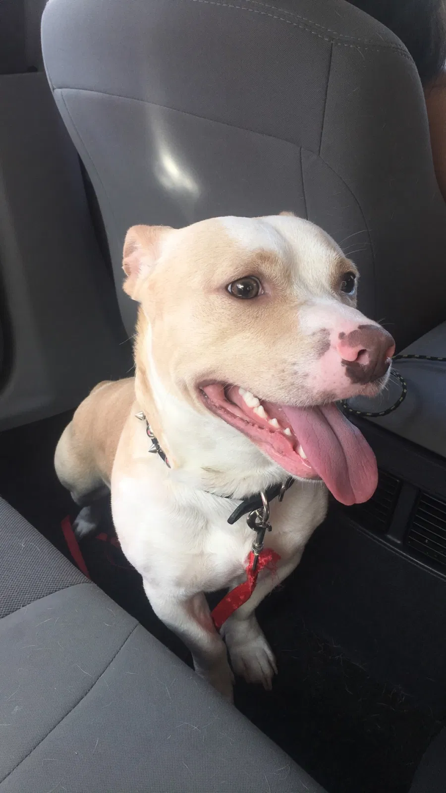 Lost dog in Stockton, CA, 95207