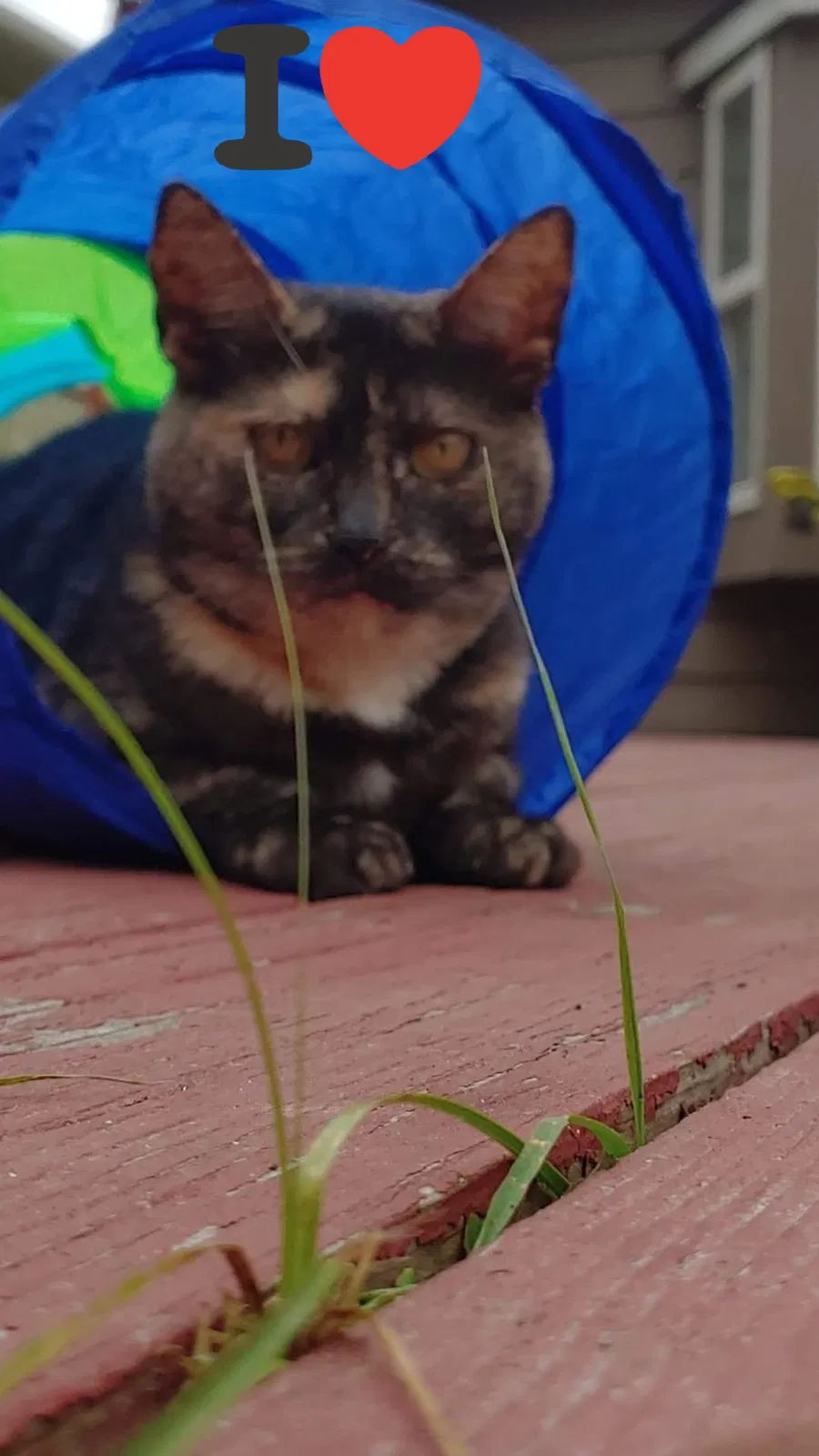 Lost cat in Westport, WA, 98595