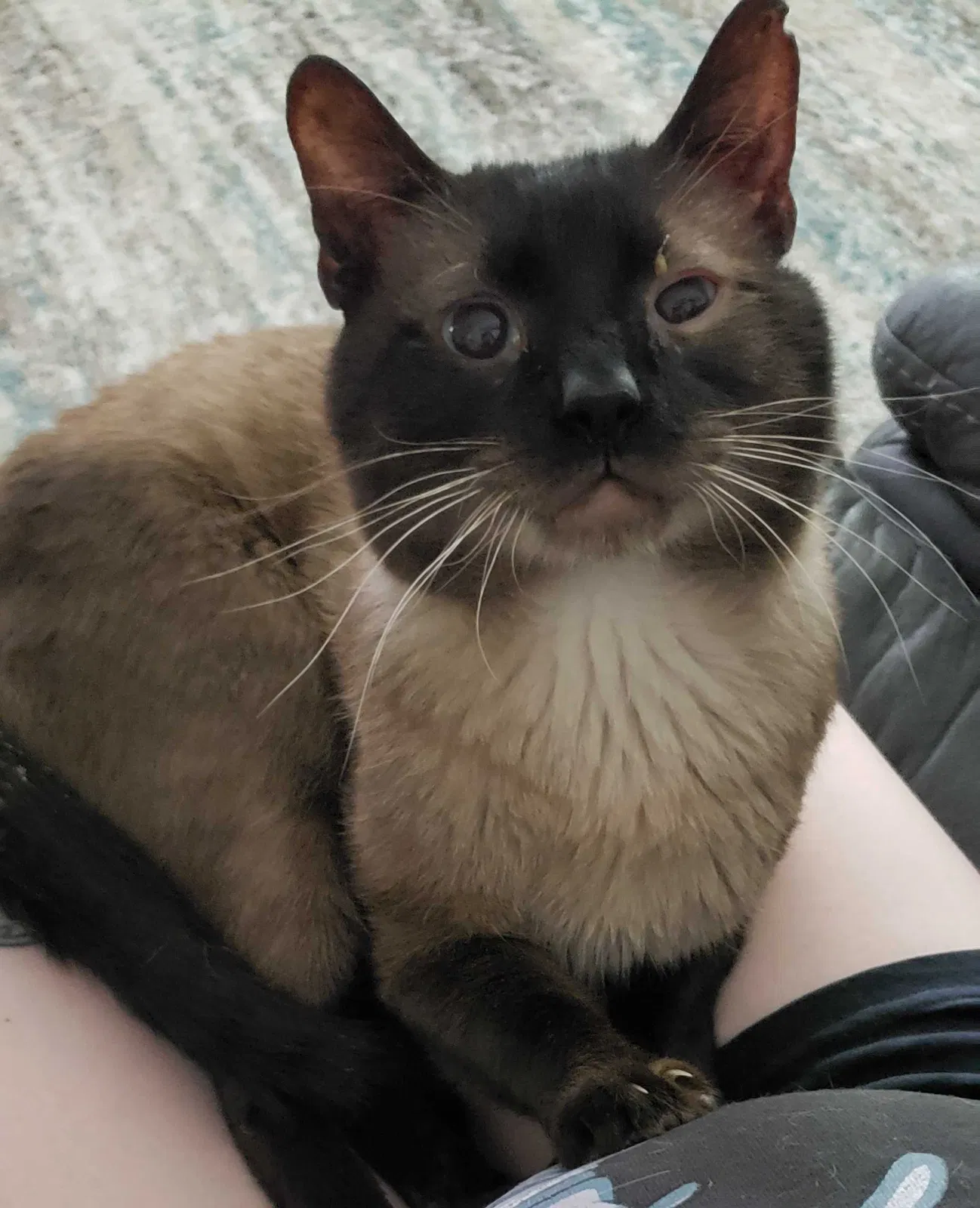 Lost cat in Clayton, NC, 27527