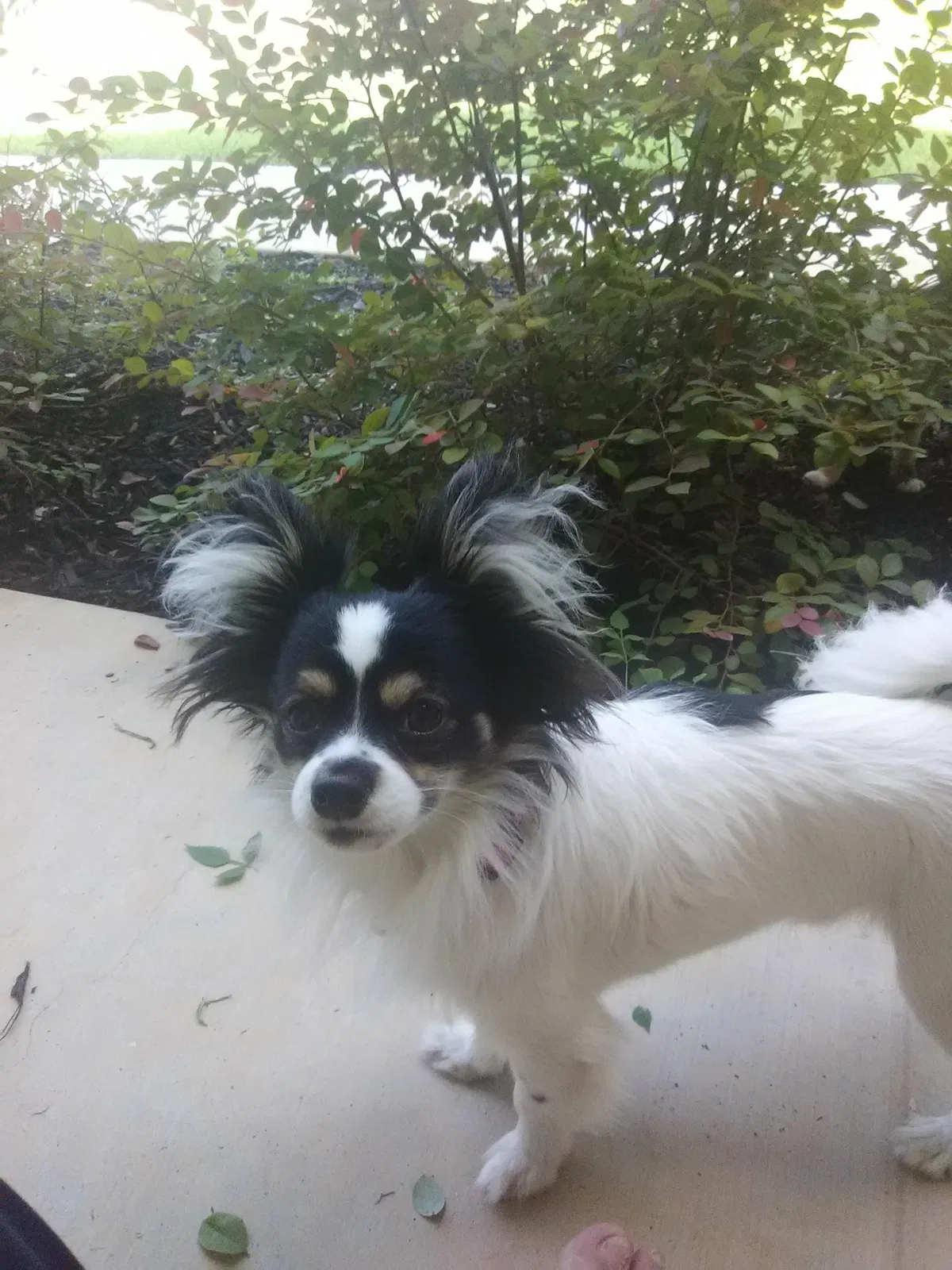 Lost dog in San Mateo, CA, 94404