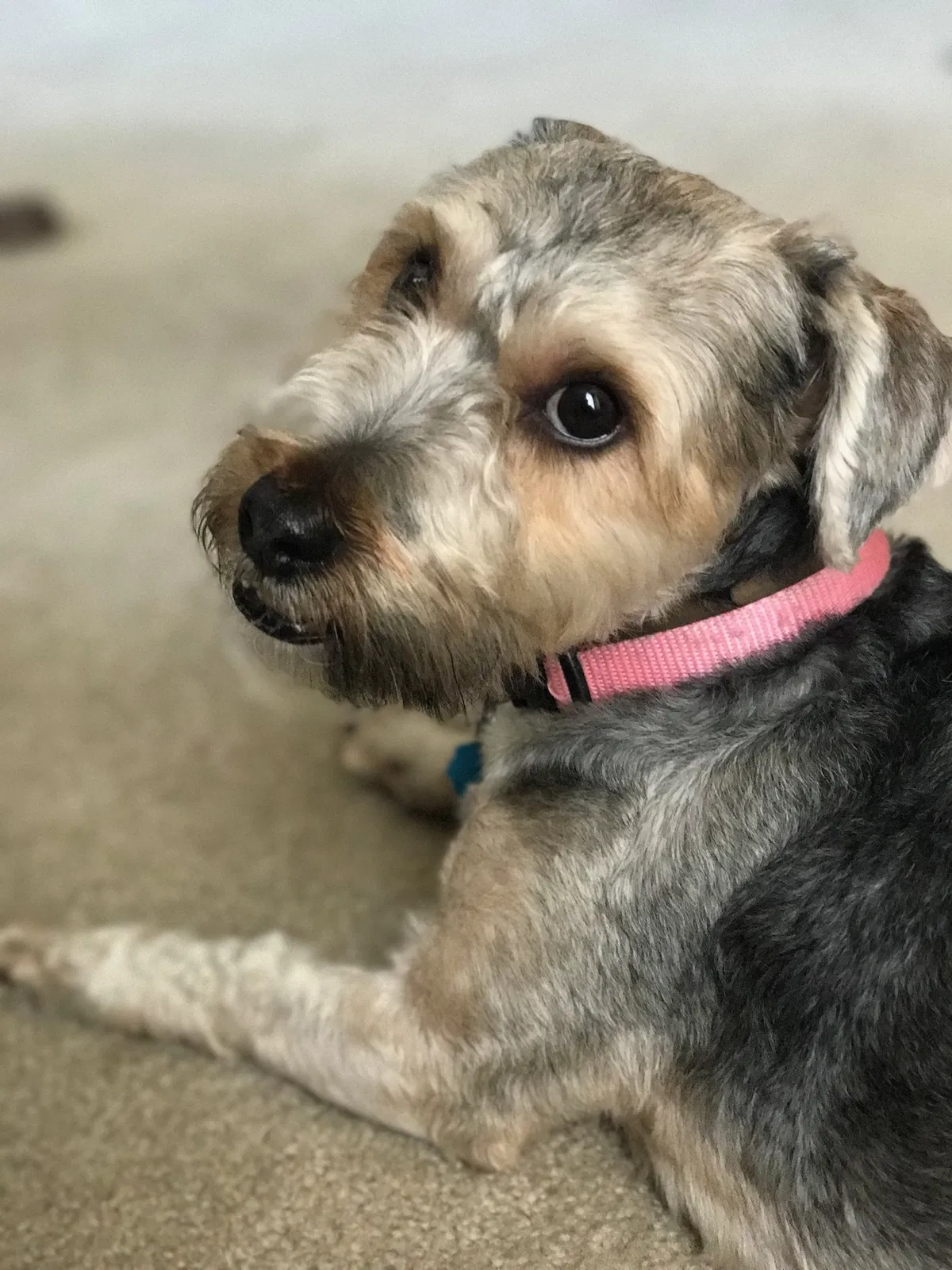 Lost dog in Little Rock, AR, 72210