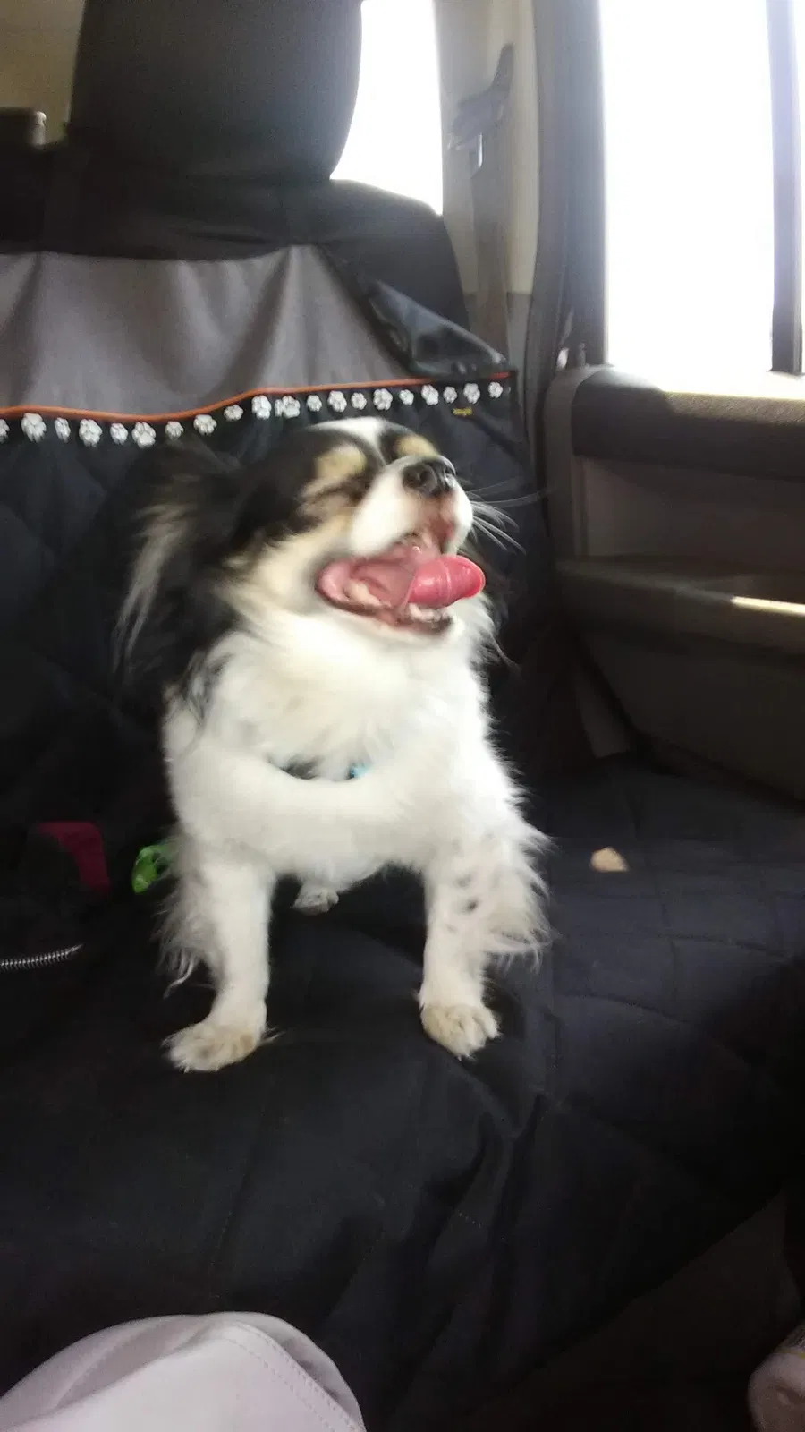 Lost dog in Bakersfield, CA, 93304