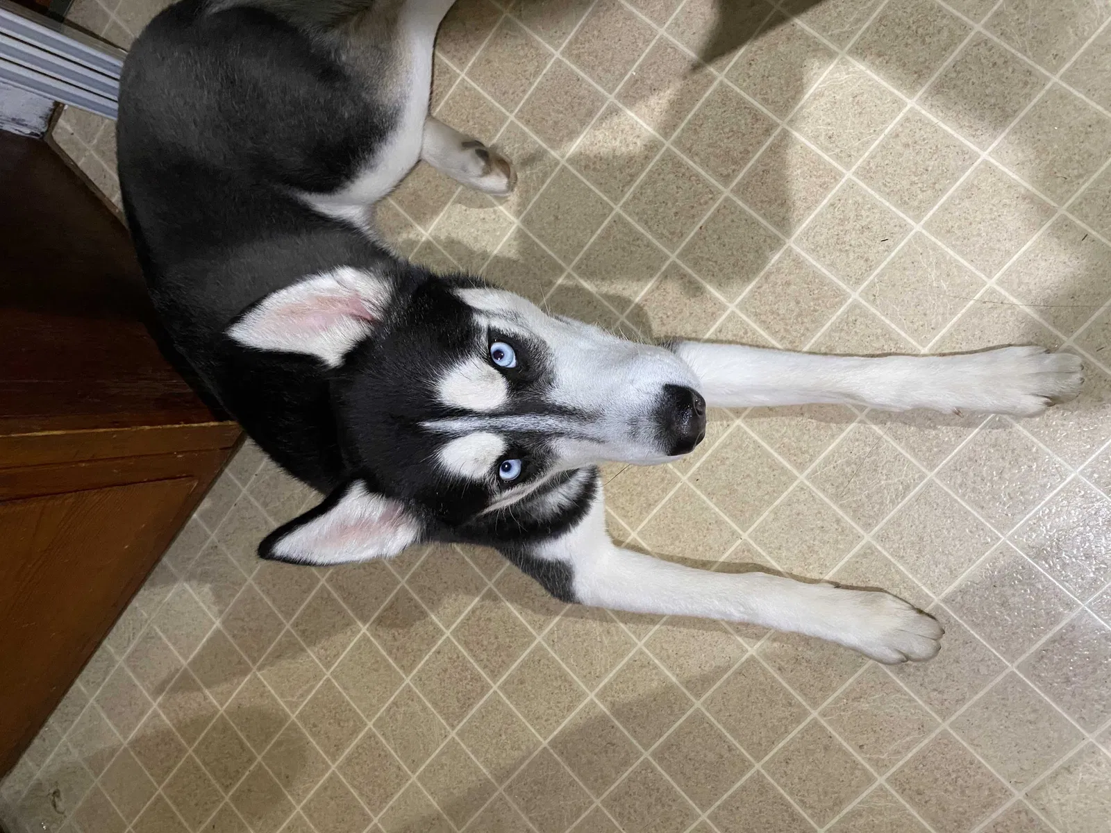 Lost dog in Berwyn, PA, 19312