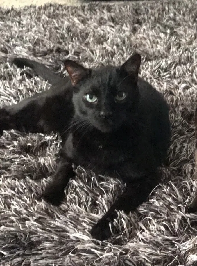 Lost cat in Theodore, AL, 36582
