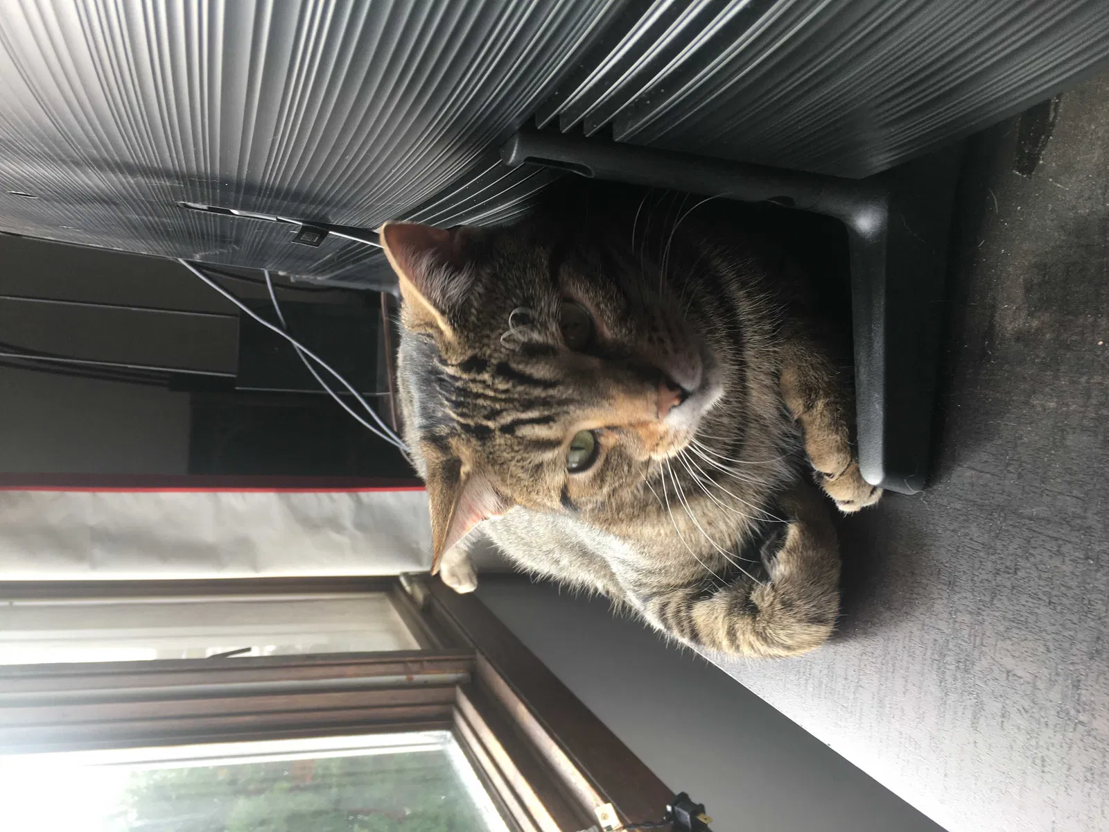 Lost cat in Schofield, WI, 54476
