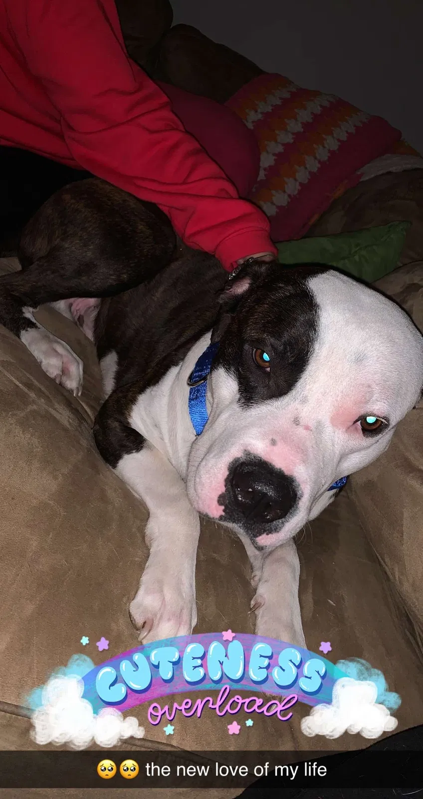 Lost dog in Paulsboro, NJ, 8066
