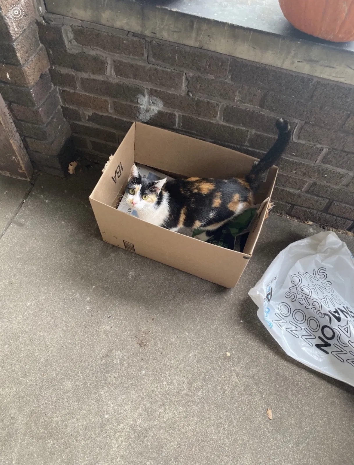 Lost cat in Columbus, OH, 43201