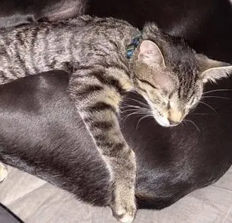 Lost cat in Harrisburg, PA, 17112