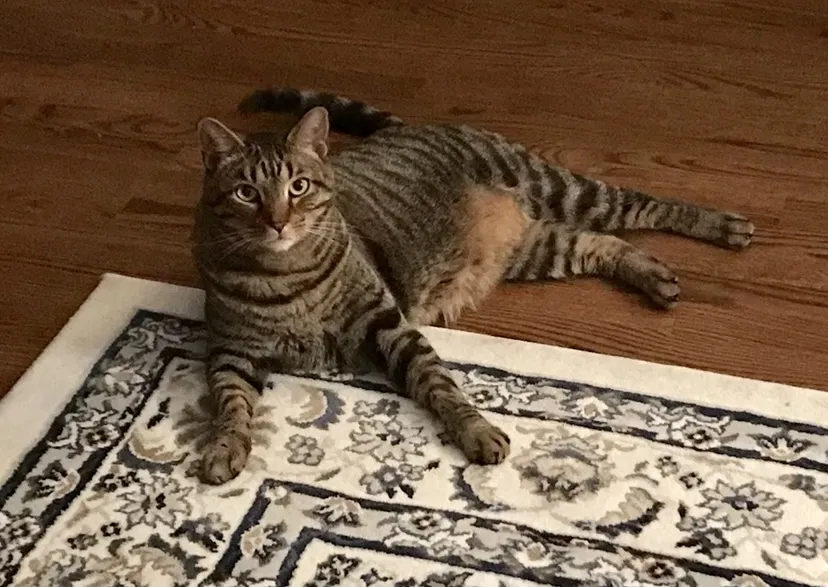 Lost cat in Longmont, CO, 80504