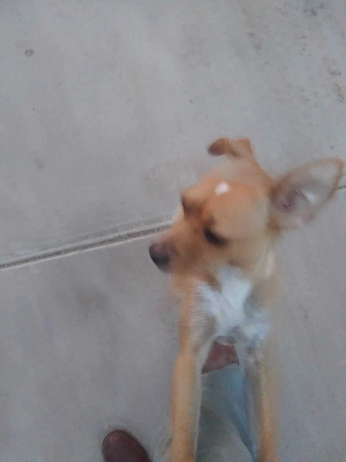 Lost dog in Glendale, AZ, 85301