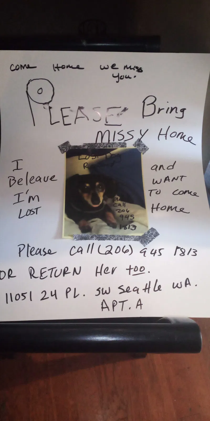 Lost dog in Seattle, WA, 98168