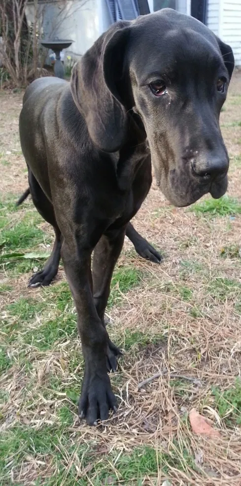 Lost dog in Phoenix, AZ, 85008