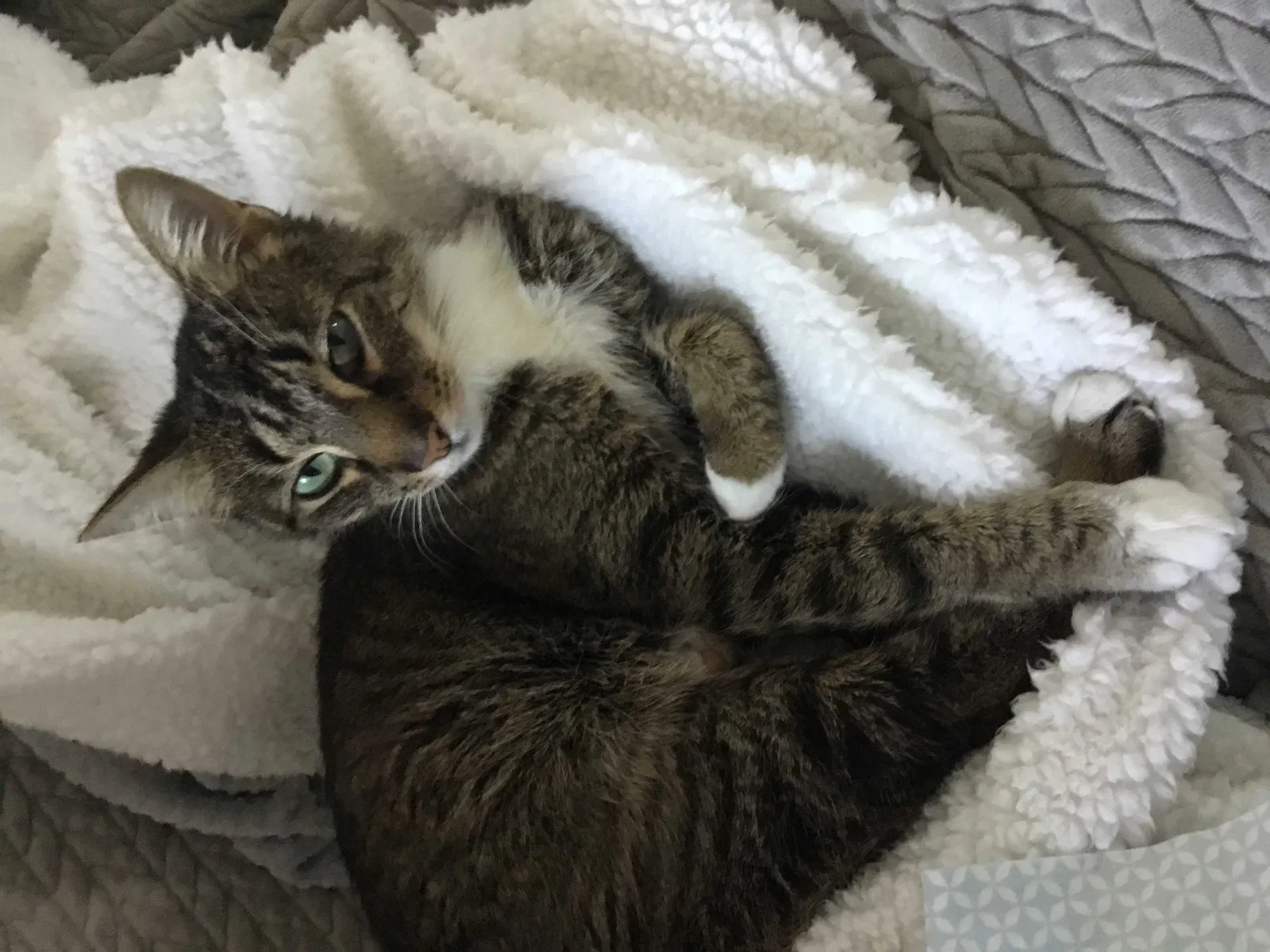 Lost cat in Vero Beach, FL, 32967