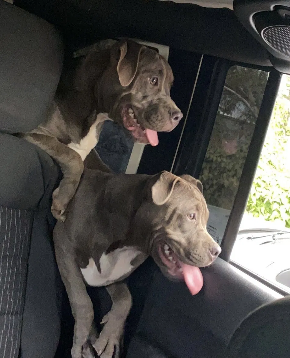 Lost dog in Tucson, AZ, 85739