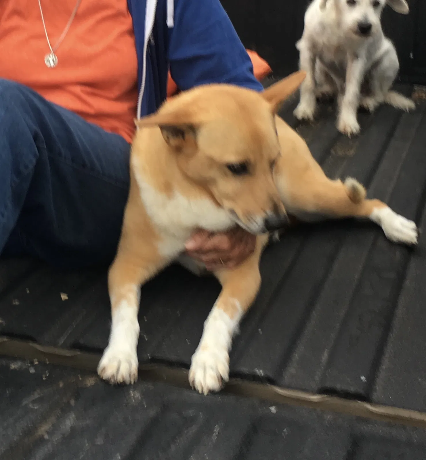 Lost dog in Copperas Cove, TX, 76522