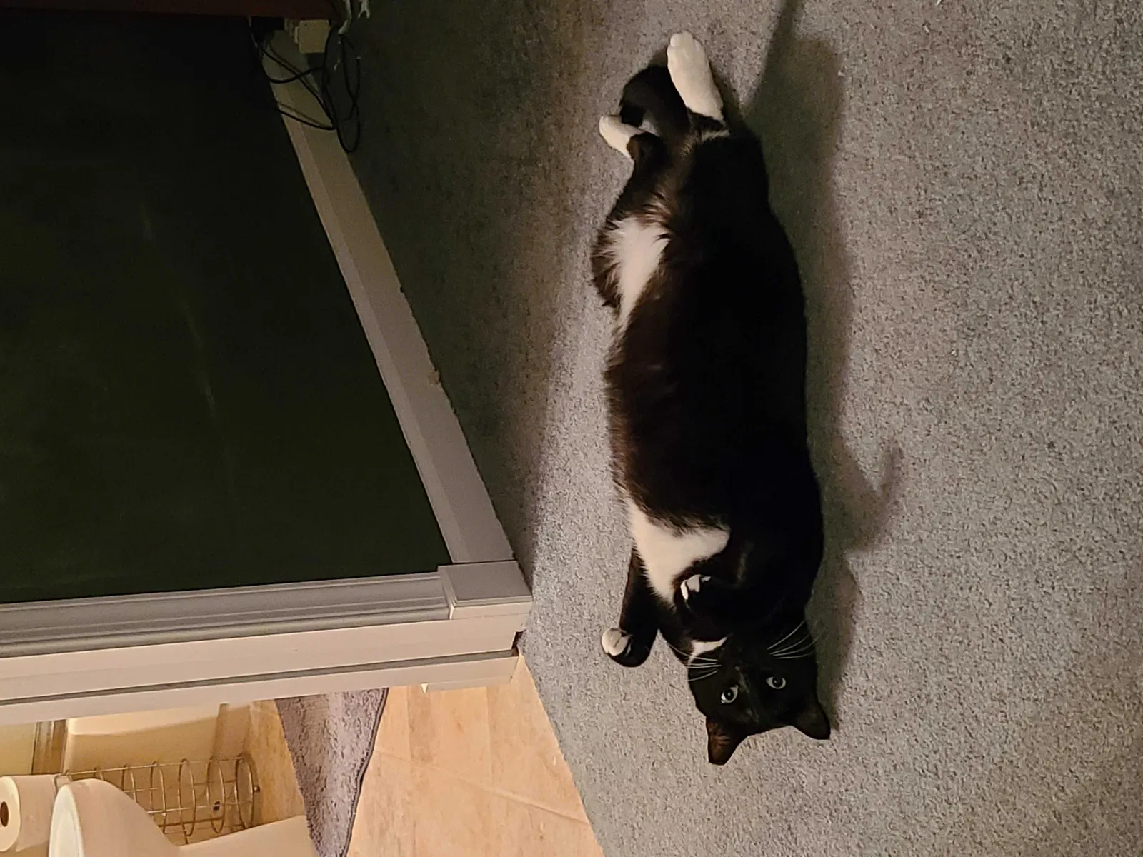 Lost cat in Saint Johns, FL, 32259