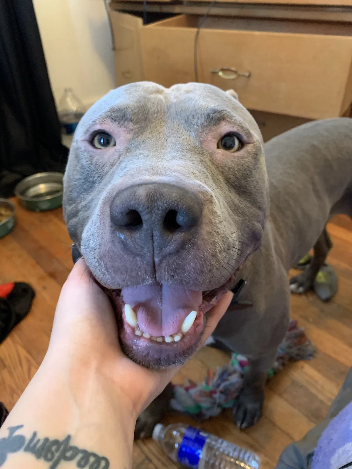 Lost dog in Rochester, NY, 14619