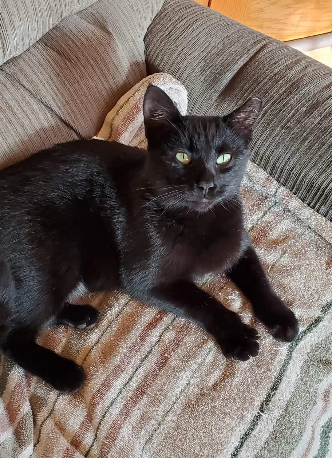 Lost cat in Cedar Rapids, IA, 52404