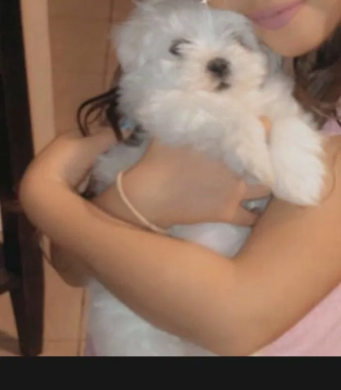 Lost dog in Tucson, AZ, 85746