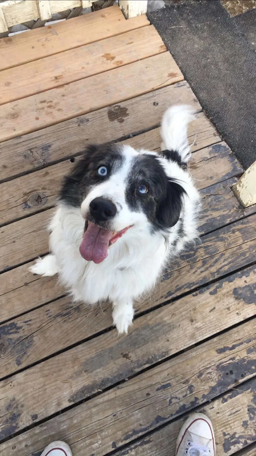 Lost dog in Denison, TX, 75020