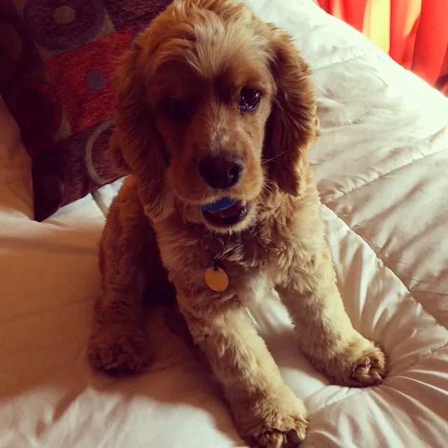 Lost dog in Clifton, CO, 81520