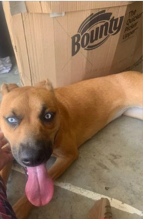 Lost dog in Houston, TX, 77064