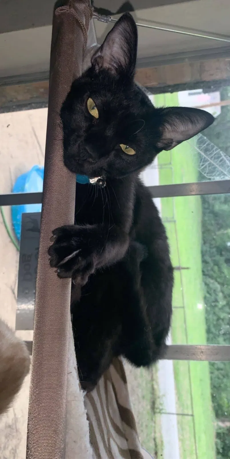 Lost cat in Saraland, AL, 36571