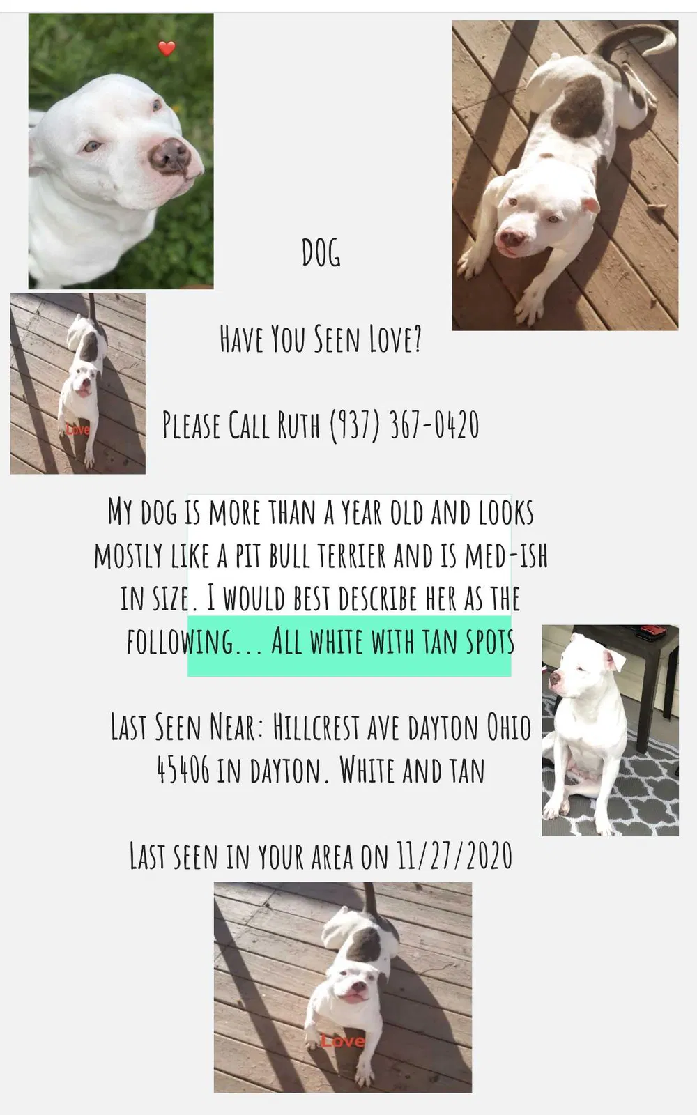Lost dog in Dayton, OH, 45406