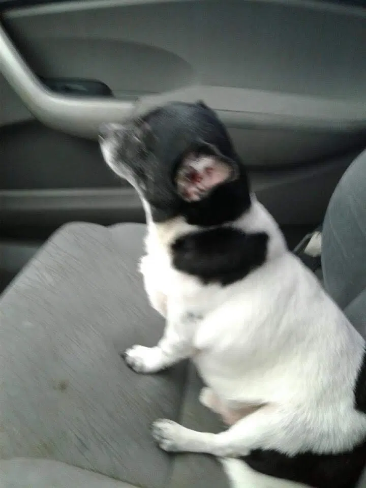 Lost dog in Corpus Christi, TX, 78410