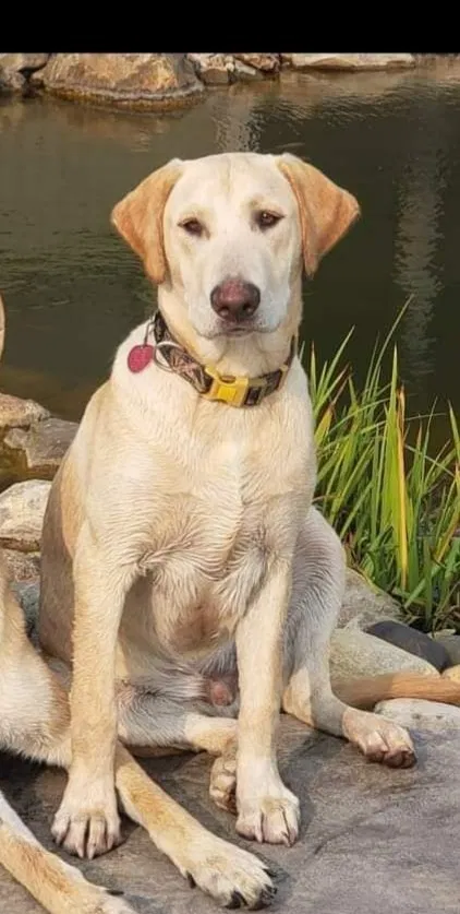 Lost dog in Stewartville, MN, 55976