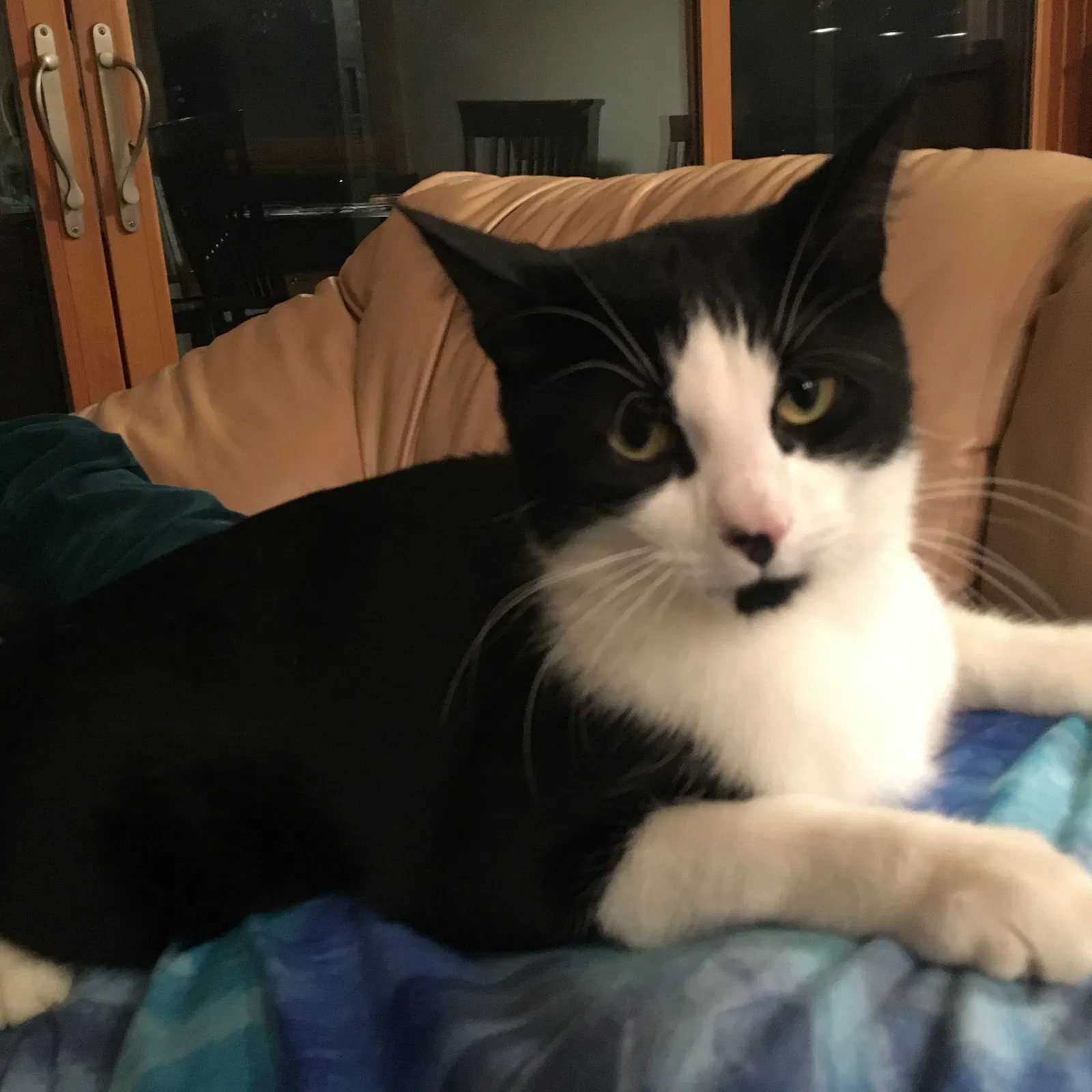 Lost cat in West Linn, OR, 97068