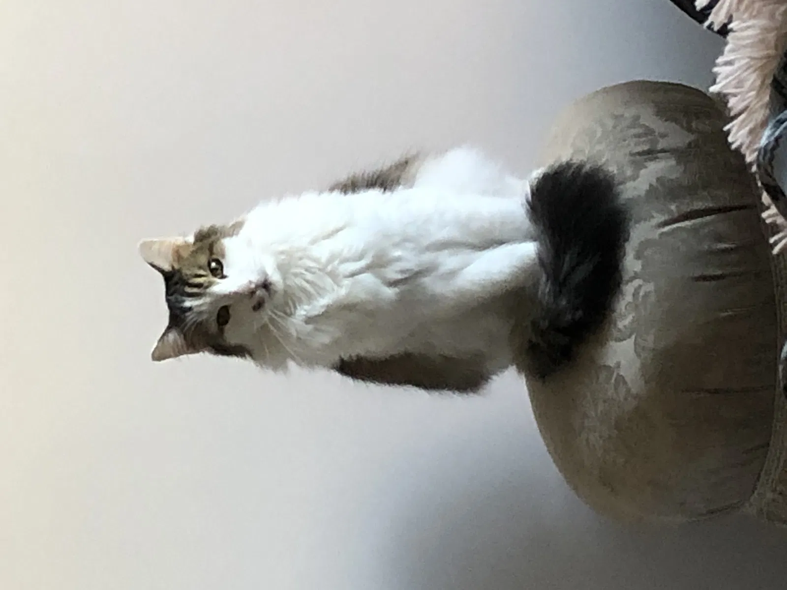 Lost cat in Vacaville, CA, 95687