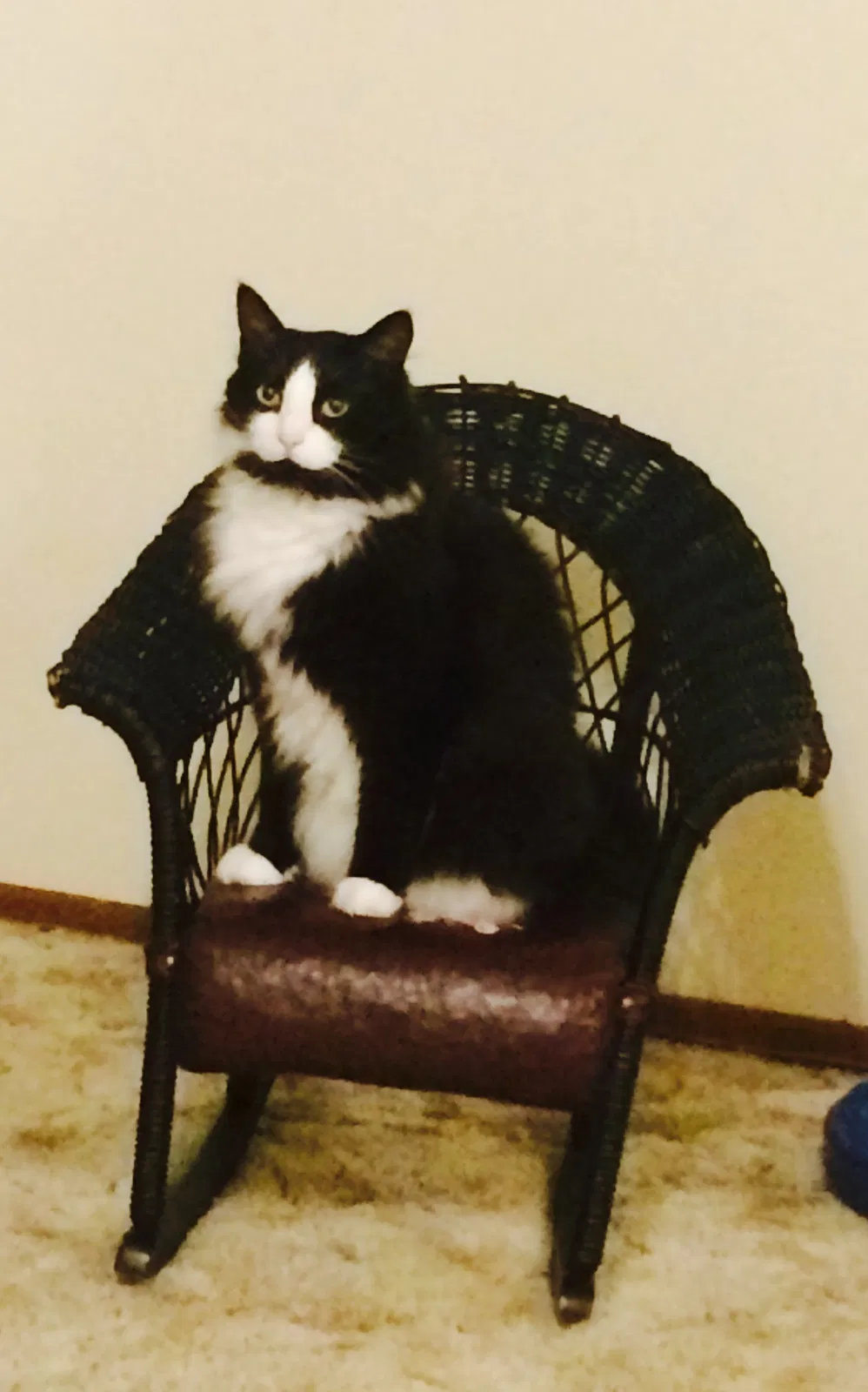 Lost cat in Olympia, WA, 98513