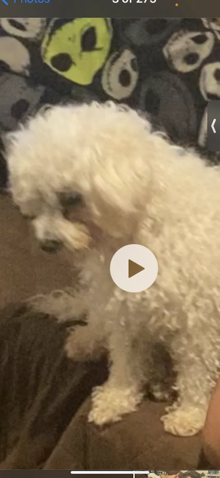 Lost dog in Bakersfield, CA, 93309