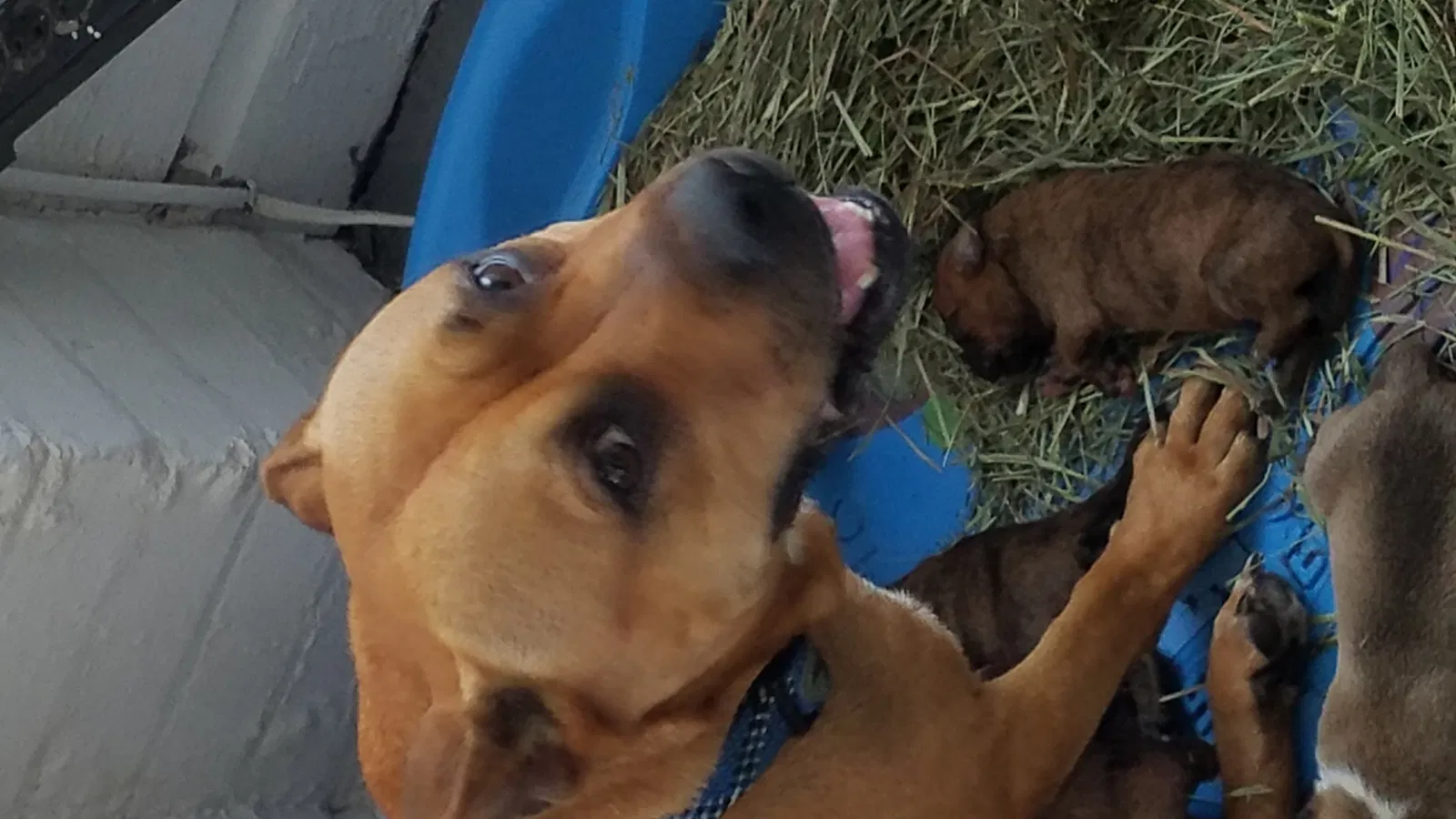Lost dog in Sanford, FL, 32771