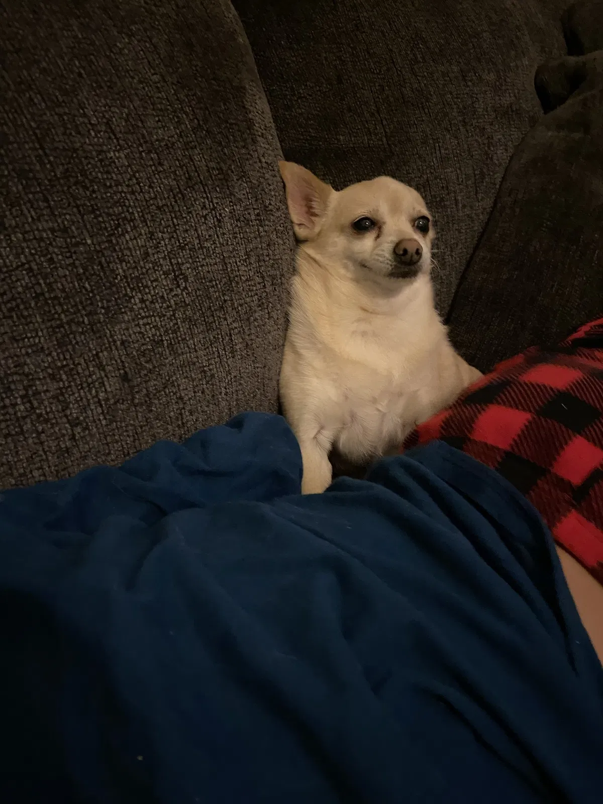 Lost dog in Logan, UT, 84341