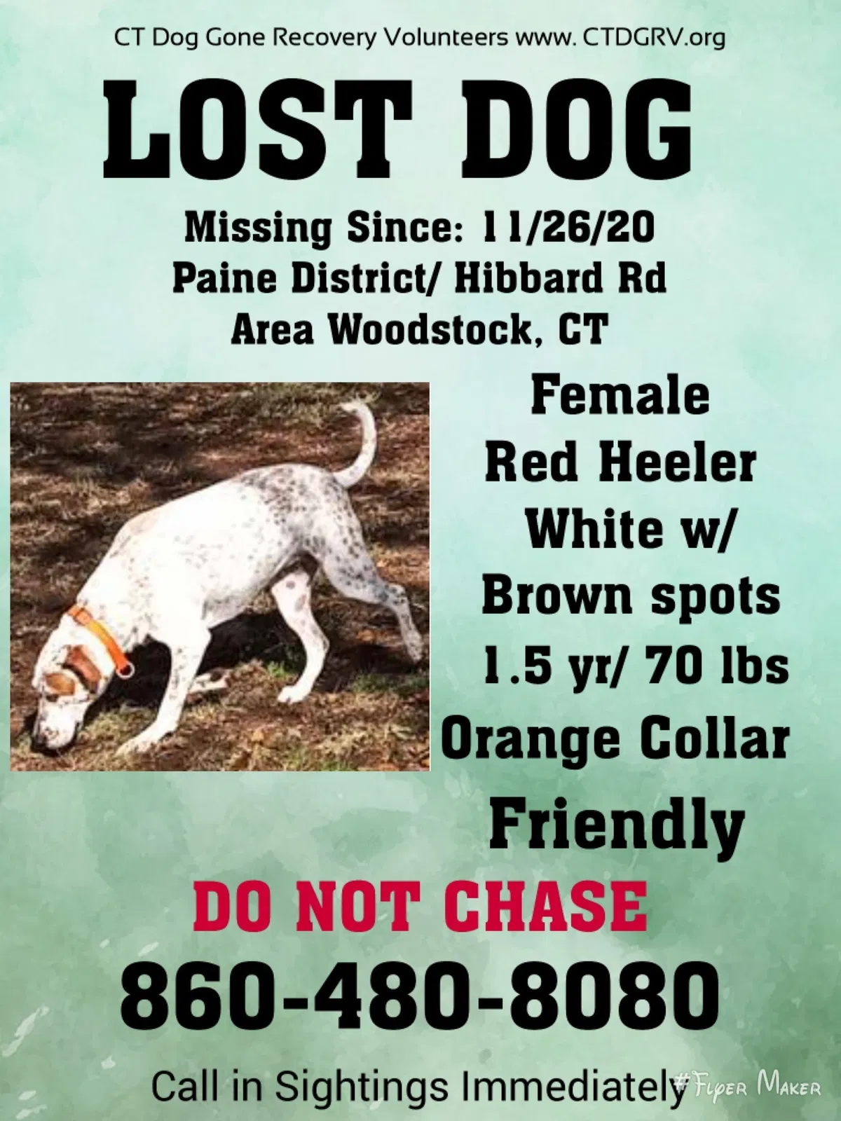 Lost dog in Woodstock, CT, 6281