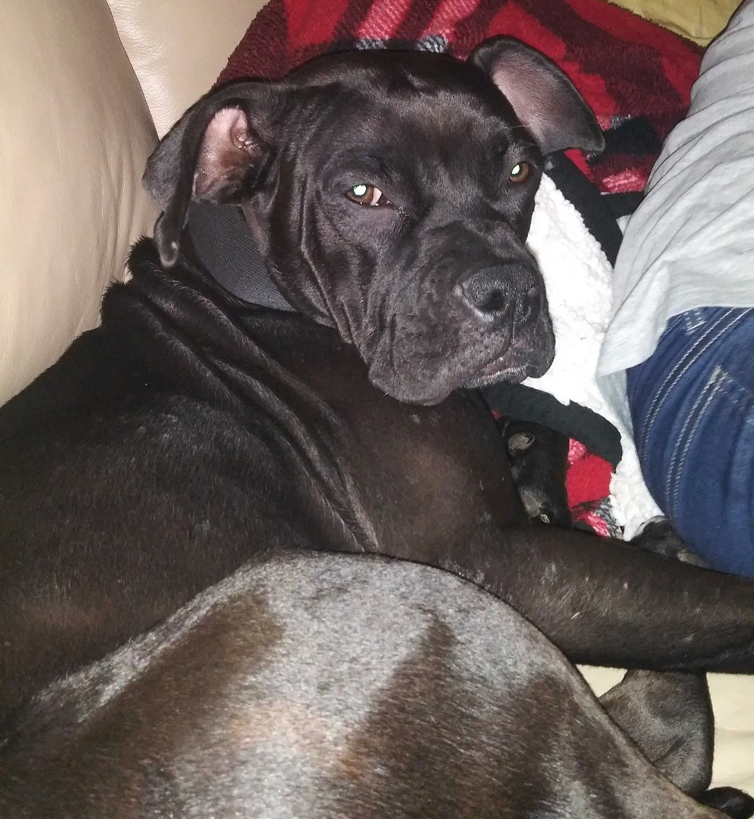Lost dog in San Antonio, TX, 78232