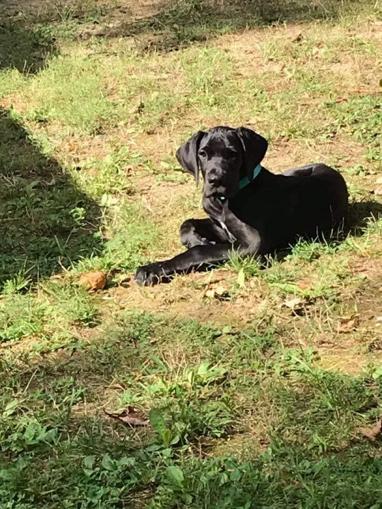 Lost dog in Berea, KY, 40403